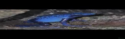 Frog reptiles for sale: Dendrobates tinctorius Azules Dart Frog Tadpoles - Advert 1