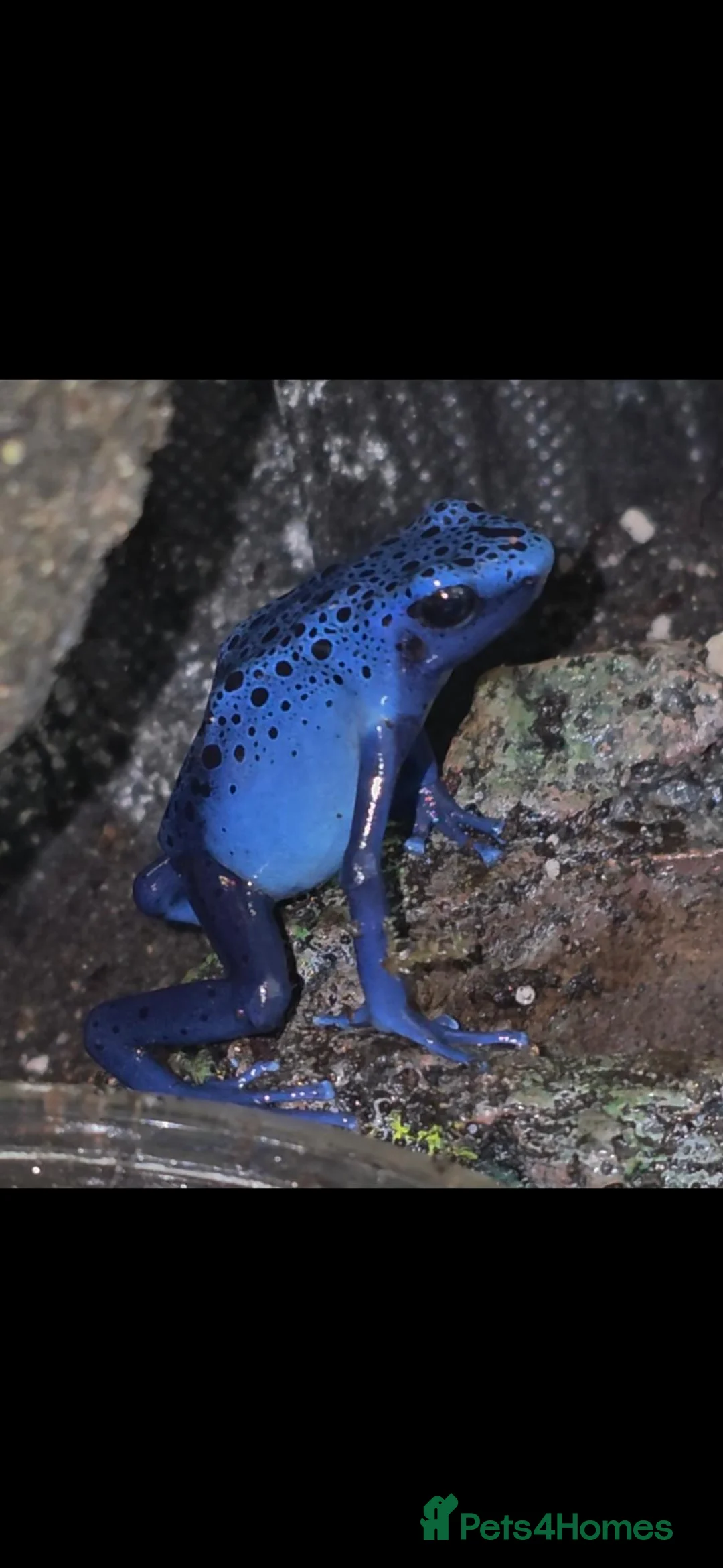 Frog reptiles for sale: Dendrobates tinctorius Azules Dart Frog Tadpoles - Advert 1