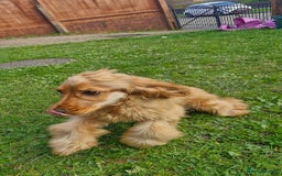 Cocker Spaniel dogs for sale: Cocker spaniel  - Image 3