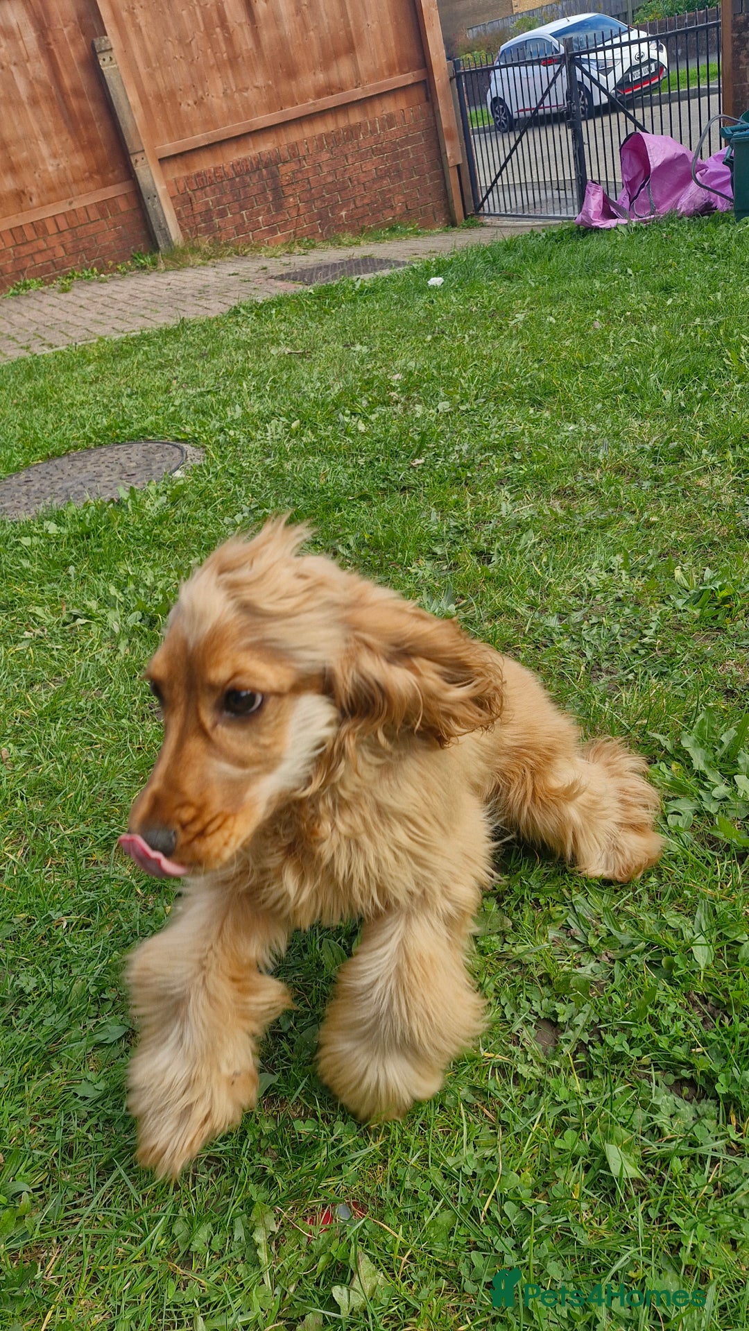 Cocker Spaniel dogs for sale: Cocker spaniel  - Image 3