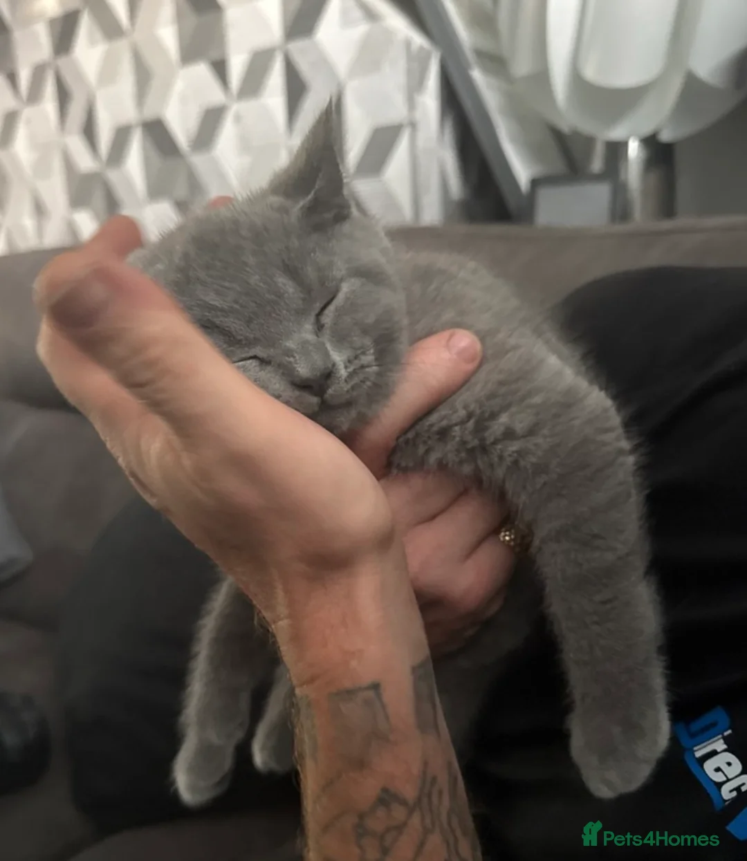 British Shorthair cats for sale: Cutie male British Shorthair - Advert 7