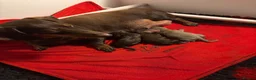 Miniature Dachshund dogs for sale: 3 beautiful kc registered Dachund boys 💙💙💙💙 - Advert 17