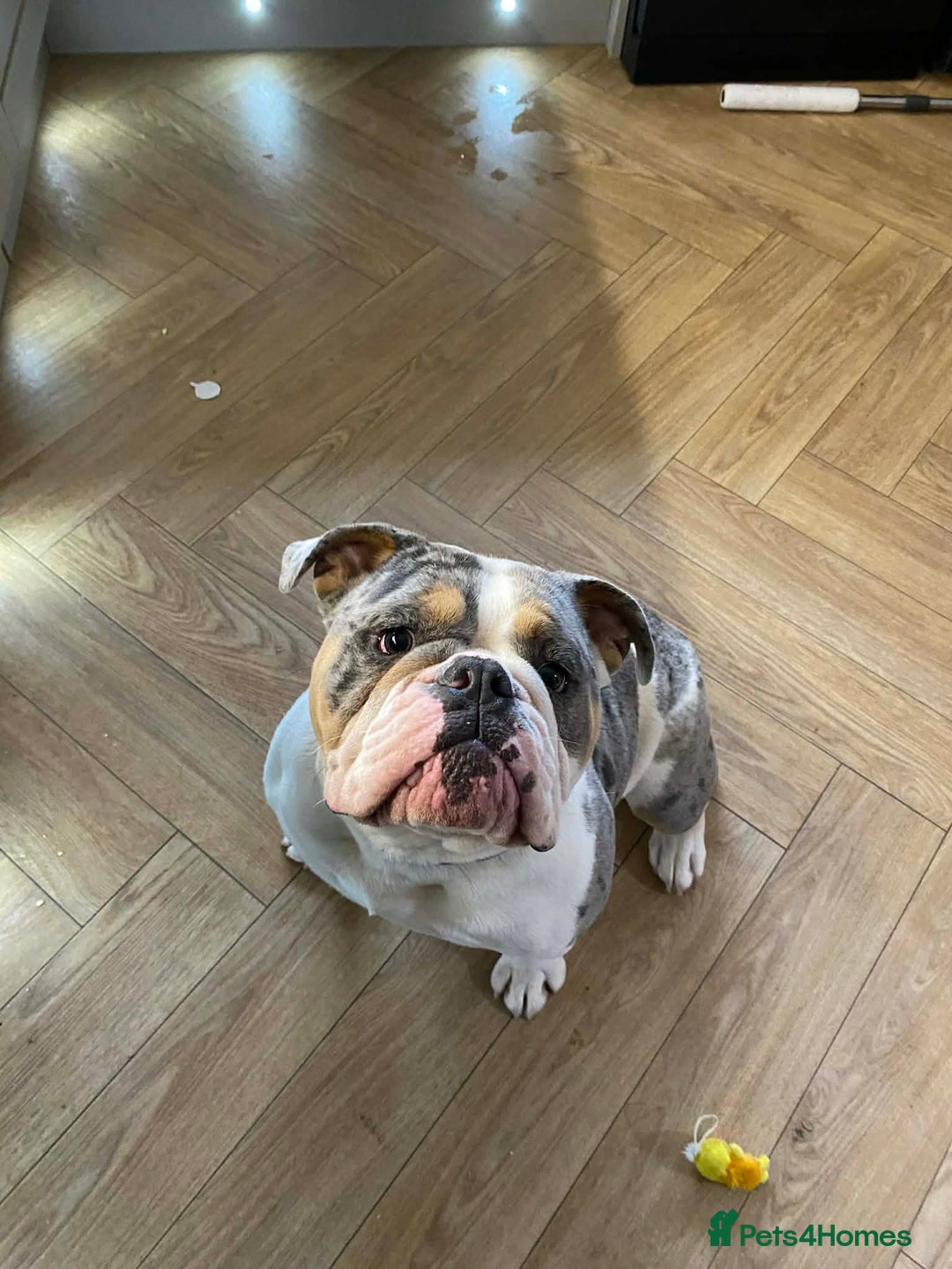 English Bulldog dogs for sale: Stunning Bulldog puppy - Advert 2