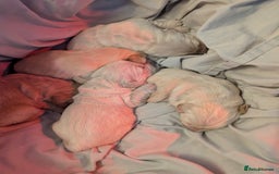 Golden Retriever dogs for sale: KC Golden Retriever Puppies for sale (4 boys left) - Image 21