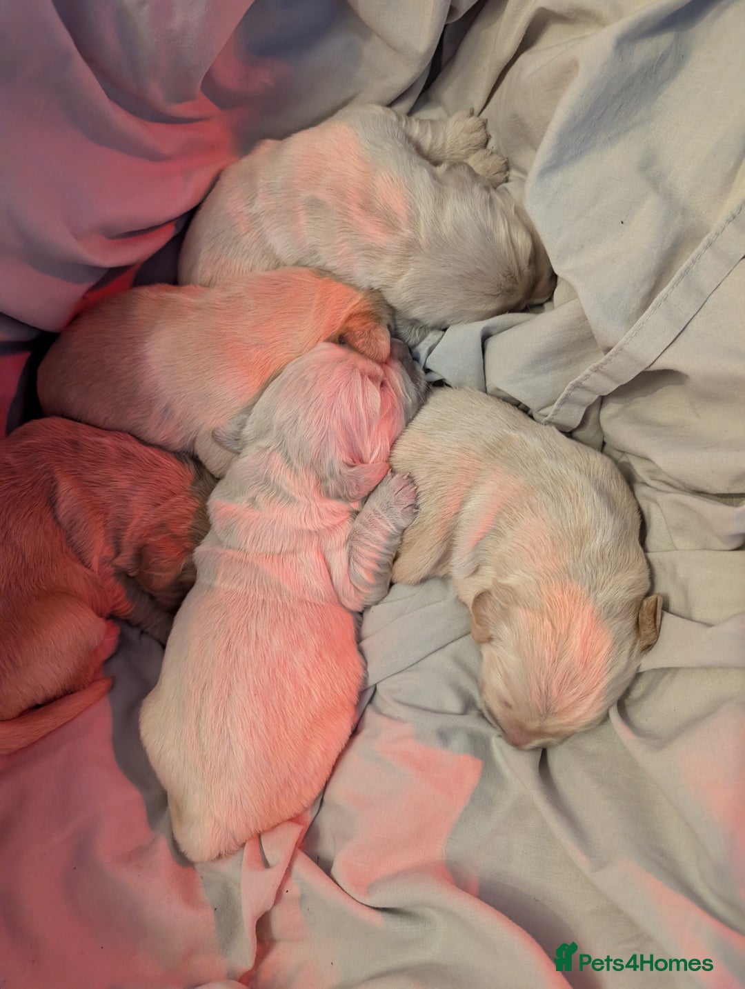 Golden Retriever dogs for sale: KC Golden Retriever Puppies for sale (4 boys left) - Image 21