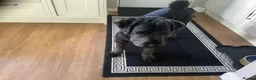 Saint Berdoodle dogs for sale: Saint Bernadoodle called Ralphie  in Aldershot - Advert 4