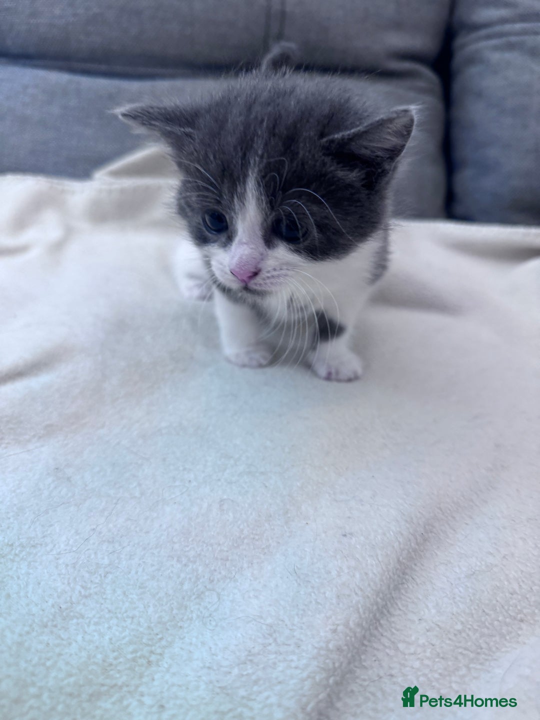 Mixed Breed cats for sale: Beautiful kittens looking new home 🐱🧡 - Advert 6