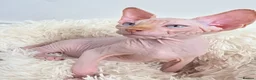 Sphynx cats for sale: Beautiful Canadian Sphynx Kittens Available 💎 - Advert 16