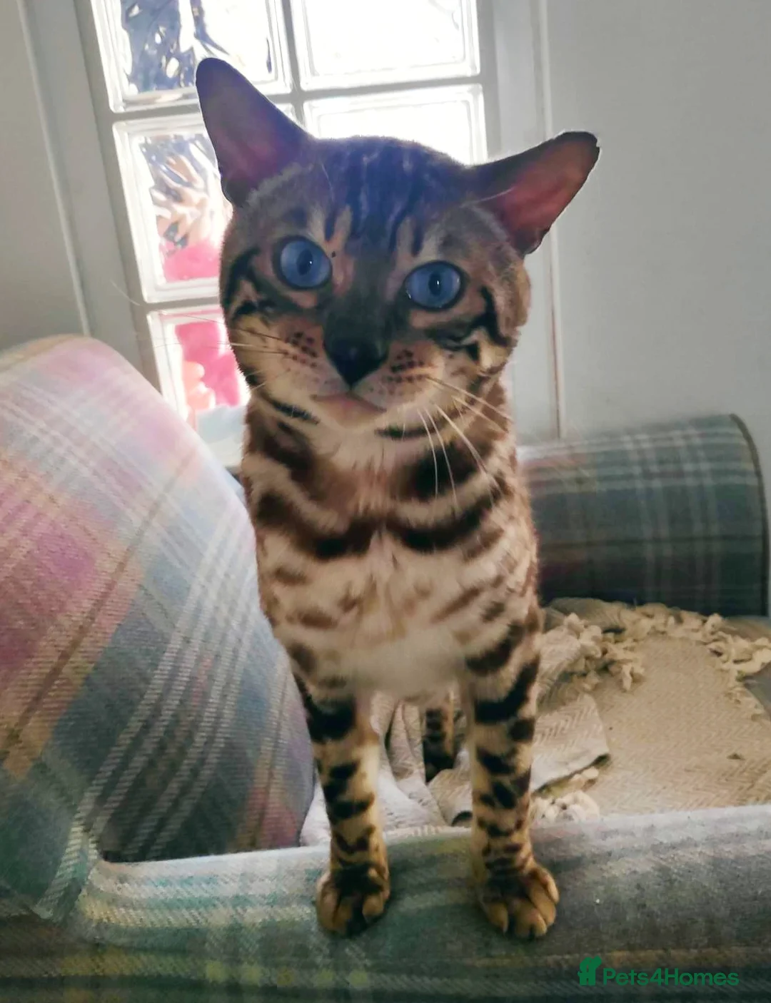 Bengal cats for sale: Beautiful Bengal boy, very sad rehome in Hull - Advert 2