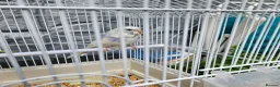 Budgerigars birds for sale: Budgies for Sale in Coalville - Advert 3