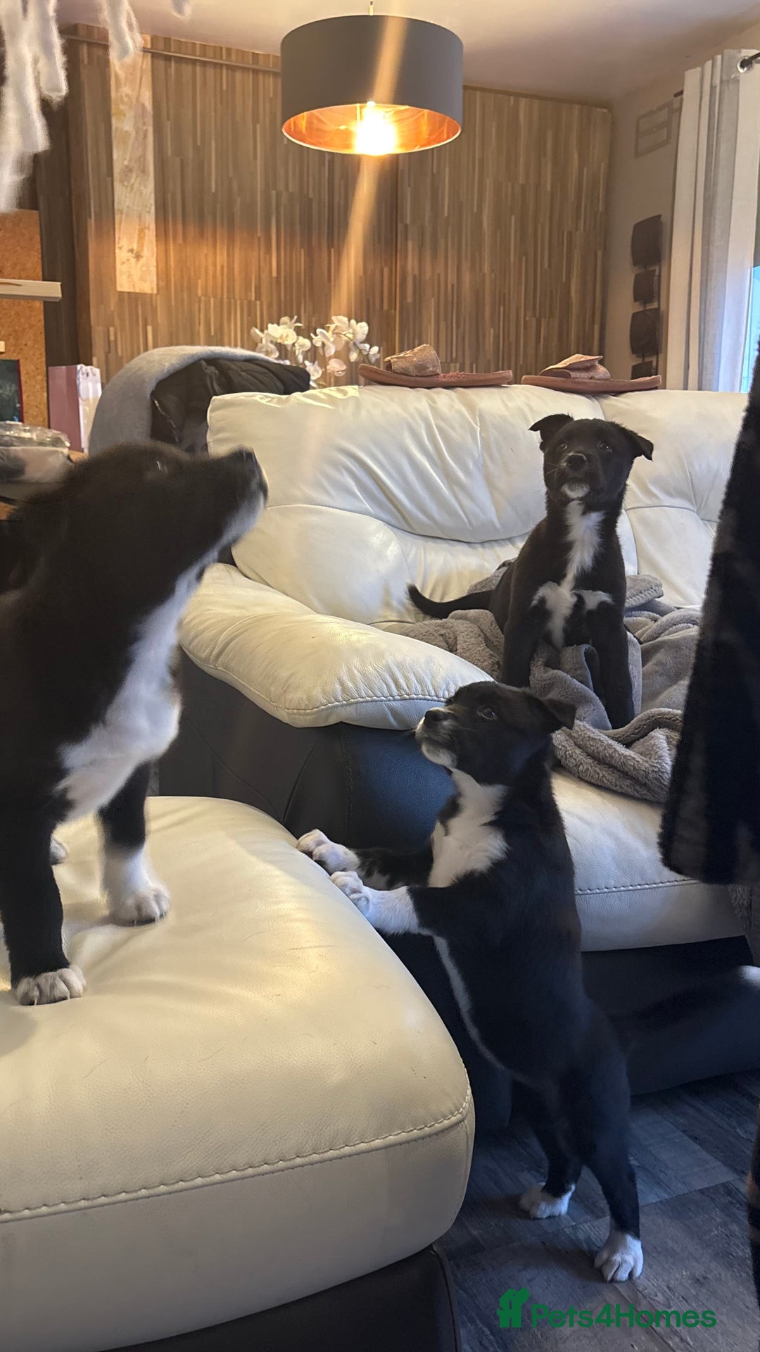 Mixed Breed dogs for sale: 3 beautiful puppies sale. 2 girls and 1 boy.  - Advert 6