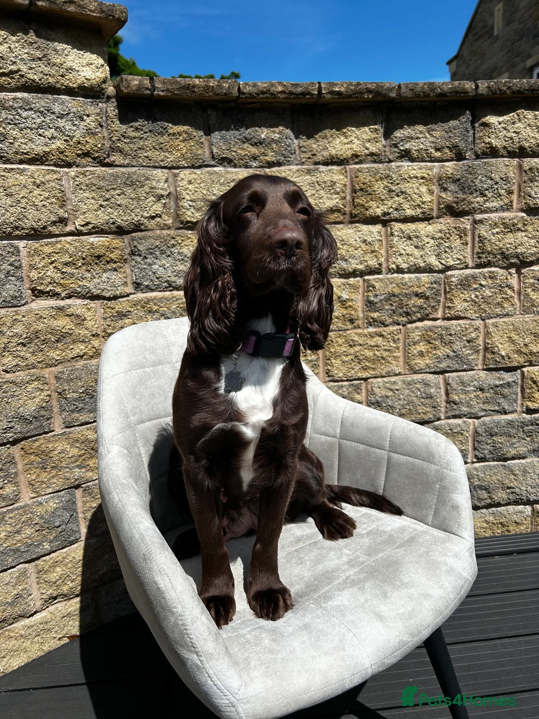 Cocker Spaniel dogs for sale: 6 year old cocker spaniel  - Advert 1
