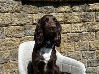 Cocker Spaniel dogs 6 year old cocker spaniel - Advert 1