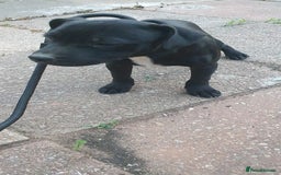 Staffordshire Bull Terrier dogs for sale: Black Staffordshire bull terrier  - Image 3
