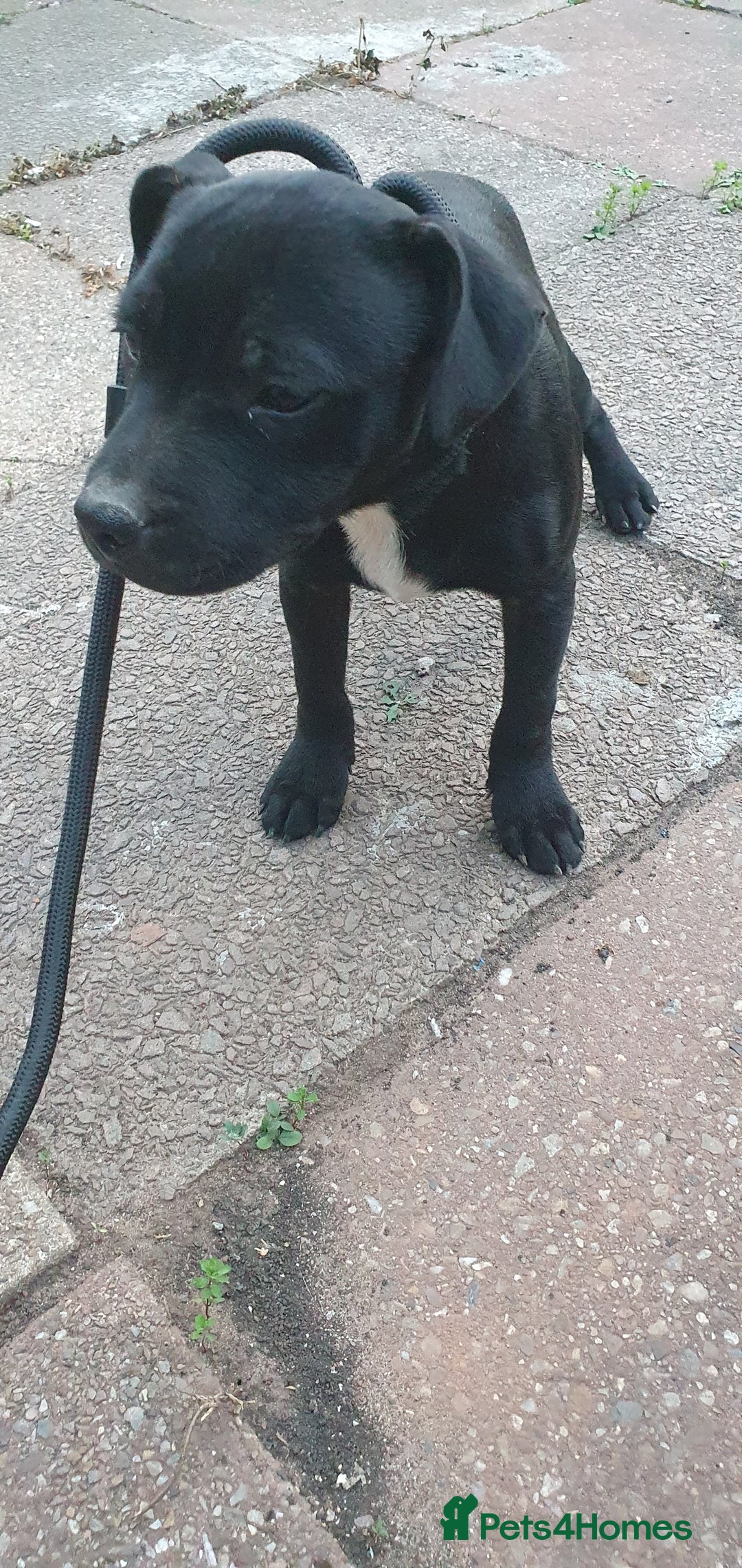 Staffordshire Bull Terrier dogs for sale: Black Staffordshire bull terrier  - Image 3