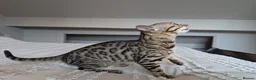 Bengal cats for sale: 🖤🩶🤍 BEAUTIFUL BENGAL KITTENS 🤍🩶🖤 - Advert 5