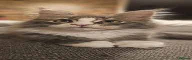 Maine Coon 2