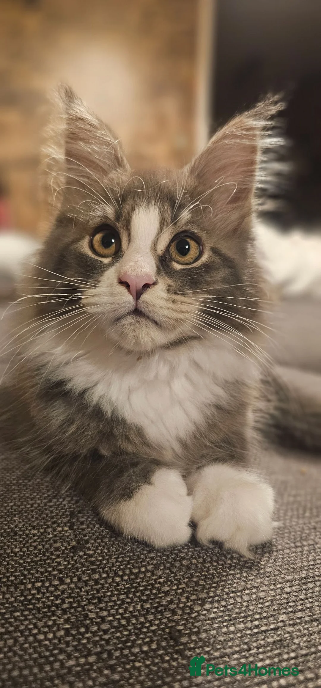 Maine Coon cats for sale: Pure Maine Coon Girls. European Lines - Advert 21
