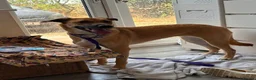 Mixed Breed dogs for adoption: Ree - Norwich Norfolk  - Advert 13