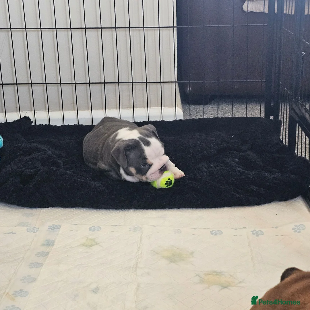 English Bulldog dogs for sale: 9 week old British Bulldog pup - Advert 7