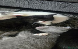 Mixed Breed cats for sale: 3 kittens looking for their forever homes.  - Image 6