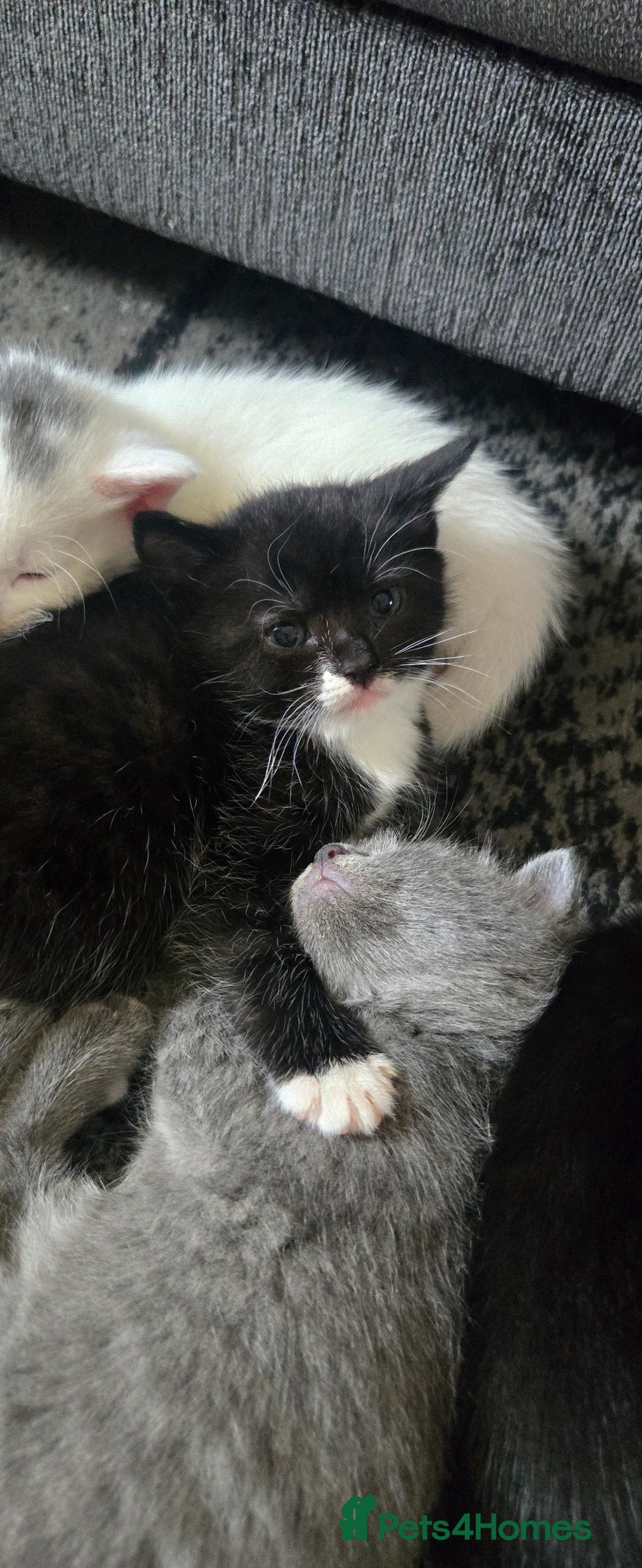 Mixed Breed cats for sale: 3 kittens looking for their forever homes.  - Image 6