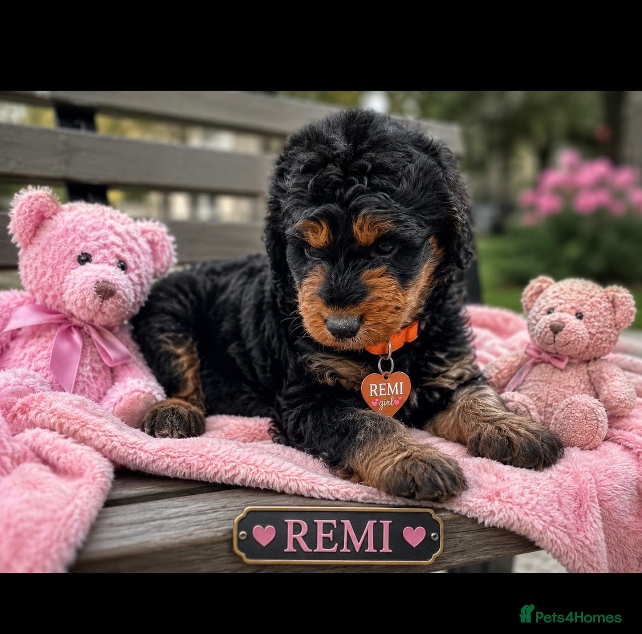 Bernedoodle dogs standard F1 Bernadoodles 5 reserved  - Advert 1
