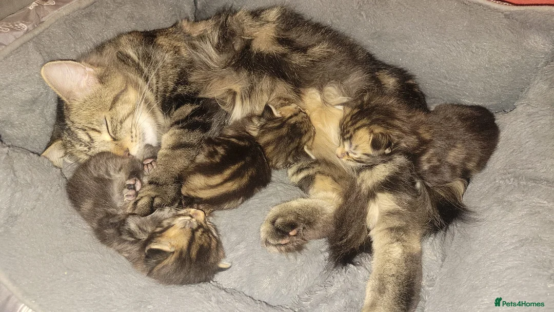 British Shorthair cats for sale: Three gorgeous male mixed bread kittens - Advert 2