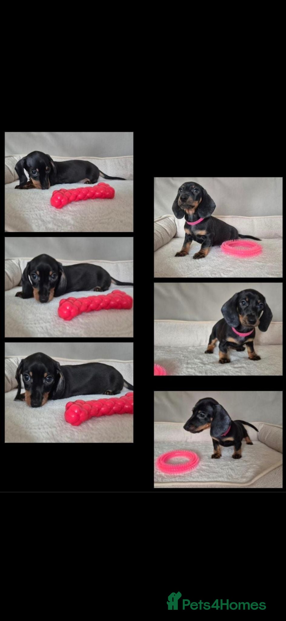 Miniature Dachshund dogs Last 2 boys ready to leave 💙 - Advert 16