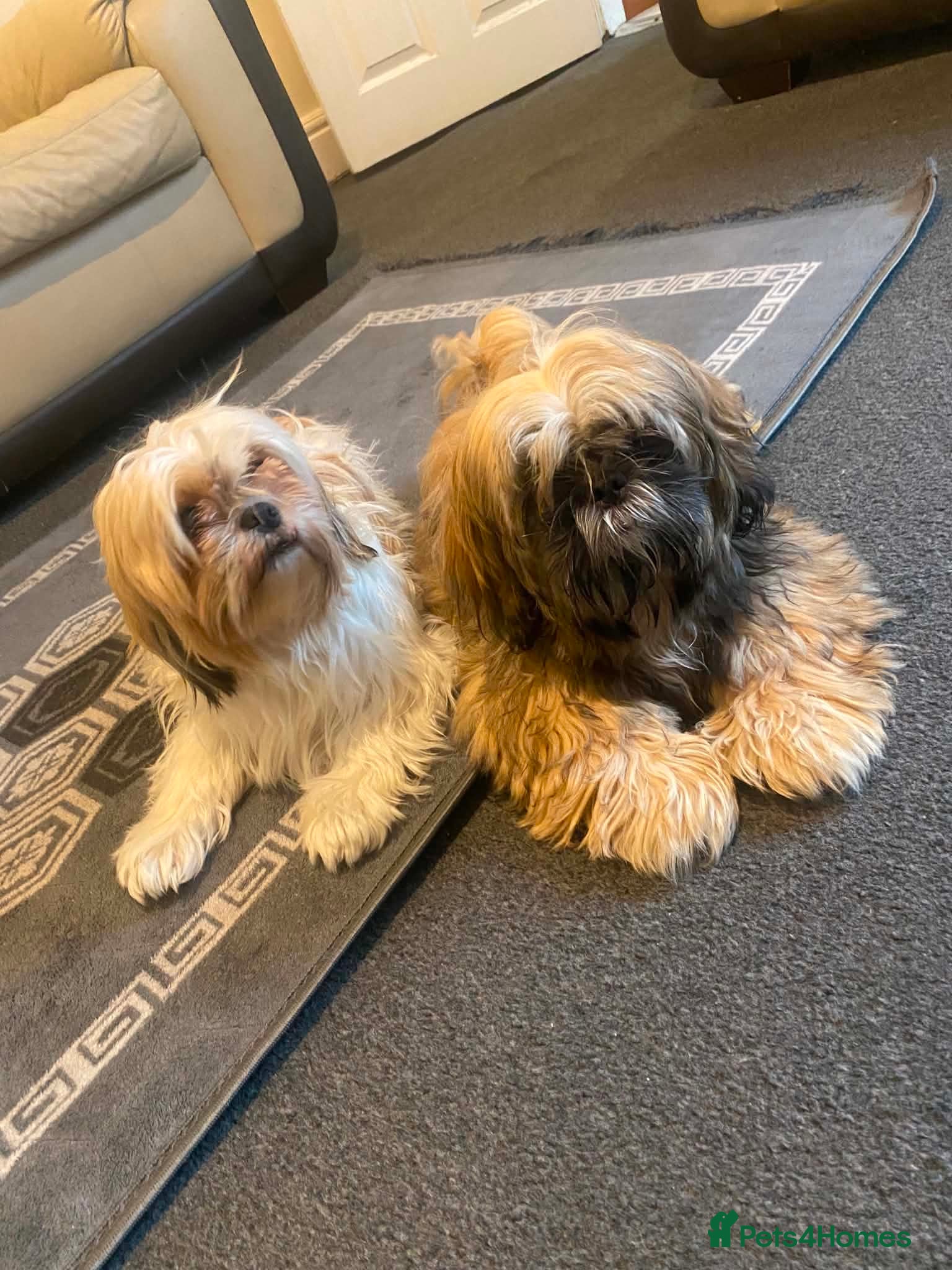 Shih Tzu dogs Shih Tzu - Advert 14