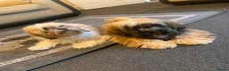 Shih Tzu dogs for sale: Shih Tzu in Nelson - Advert 1