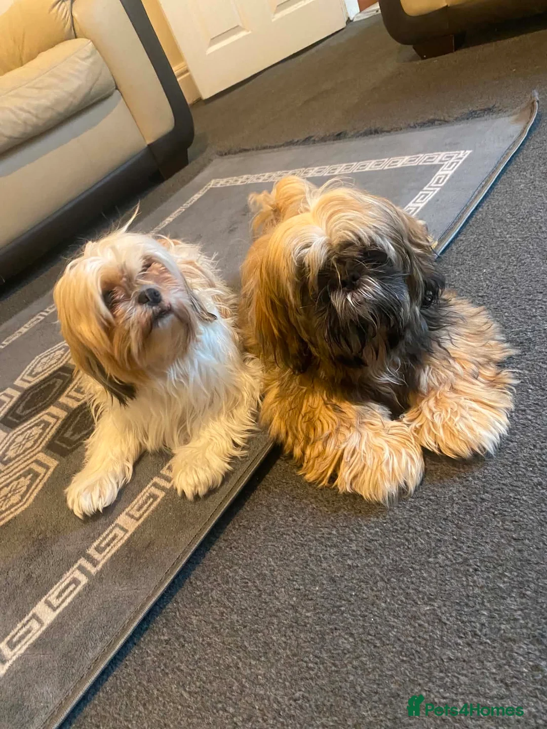 Shih Tzu dogs for sale: Shih Tzu in Nelson - Advert 1