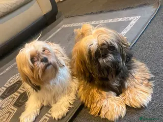 Shih Tzu dogs Shih Tzu - Advert 17