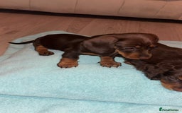 Dachshund dogs for sale: Mini long and smooth hair dachshund puppies  - Image 8