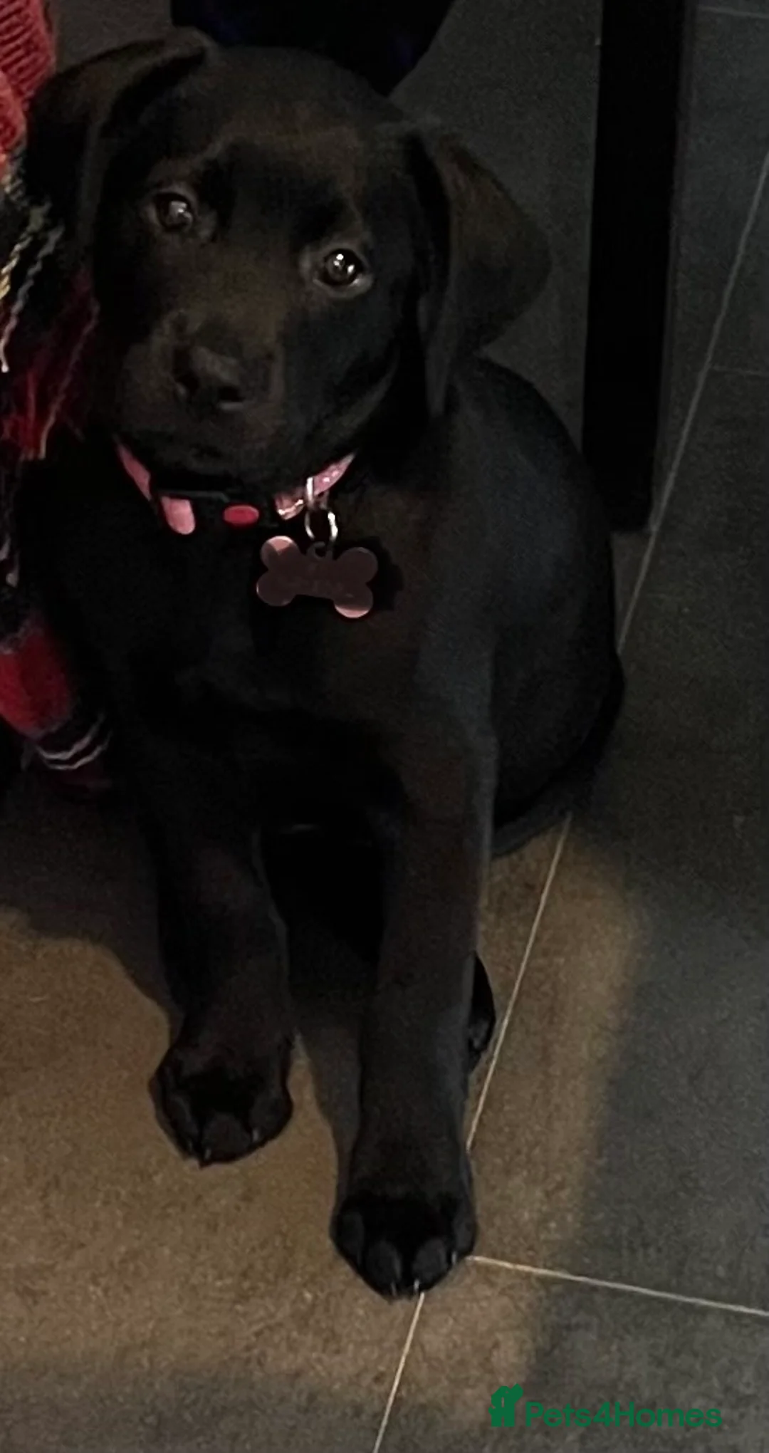 Labrador Retriever dogs for sale: Beautiful lab female  - Advert 16