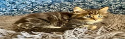 Maine Coon cats for sale: Pure Maine Coon Kittens - Advert 26