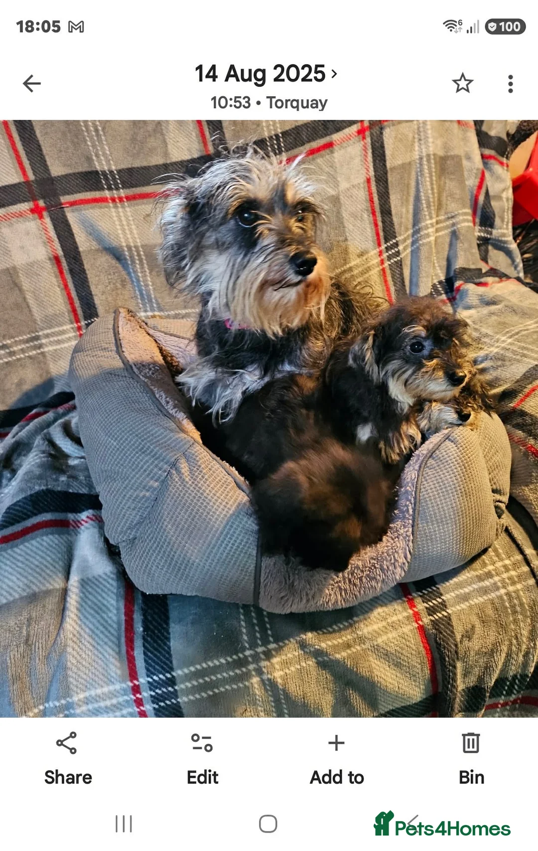 Schnauzer dogs for sale: Schnauzer’s puppies  in Torquay - Advert 1