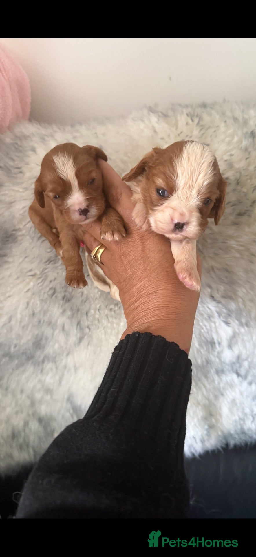 Cavalier King Charles Spaniel dogs DNA clear and kc registered cavalier puppies  - Advert 2
