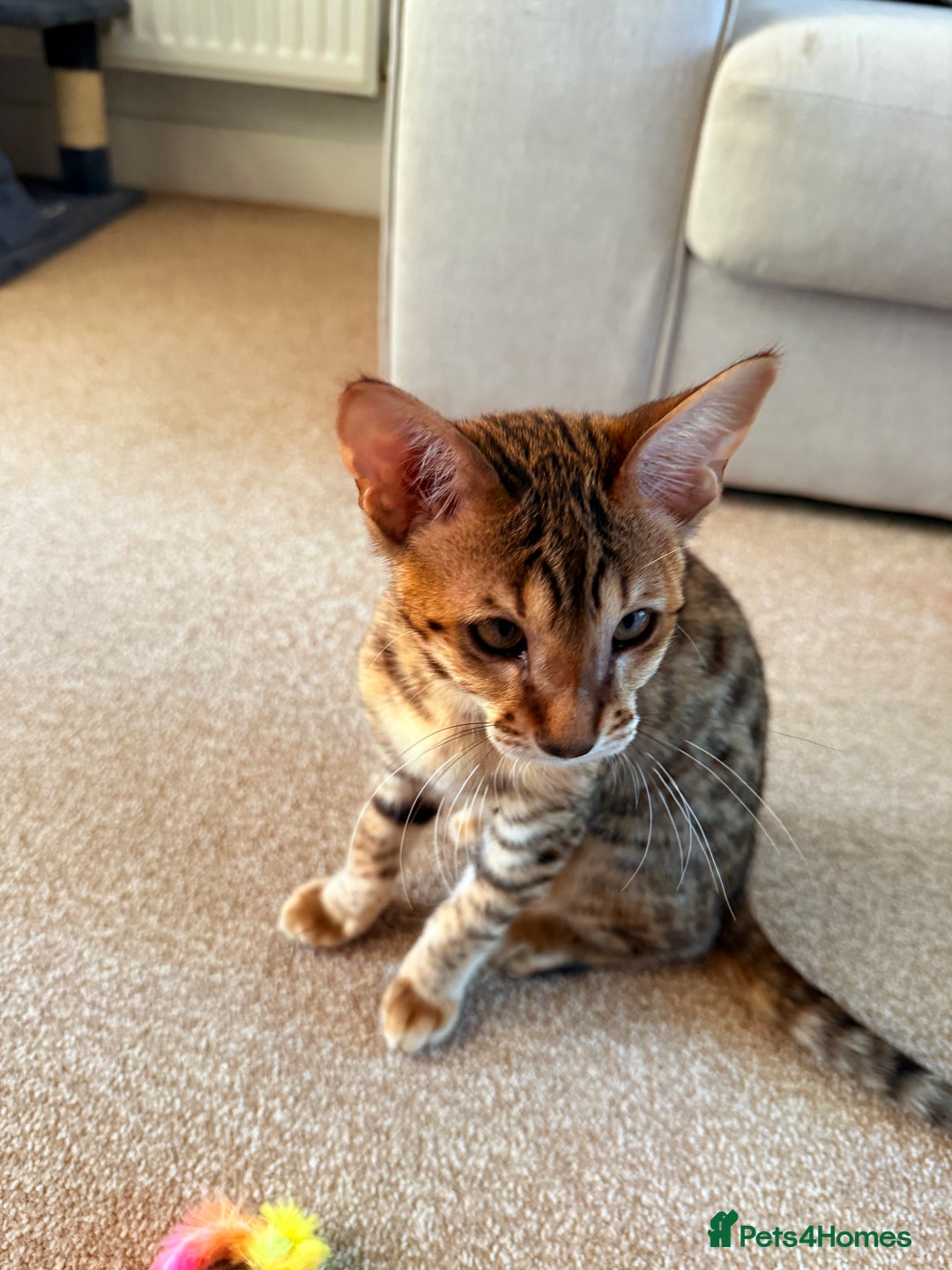 Savannah cats for sale: F3 Savannah Female Kitten Tica Reg - Image 14