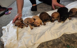 Mixed Breed dogs for sale: Beautiful jackchi puppies  - Image 24
