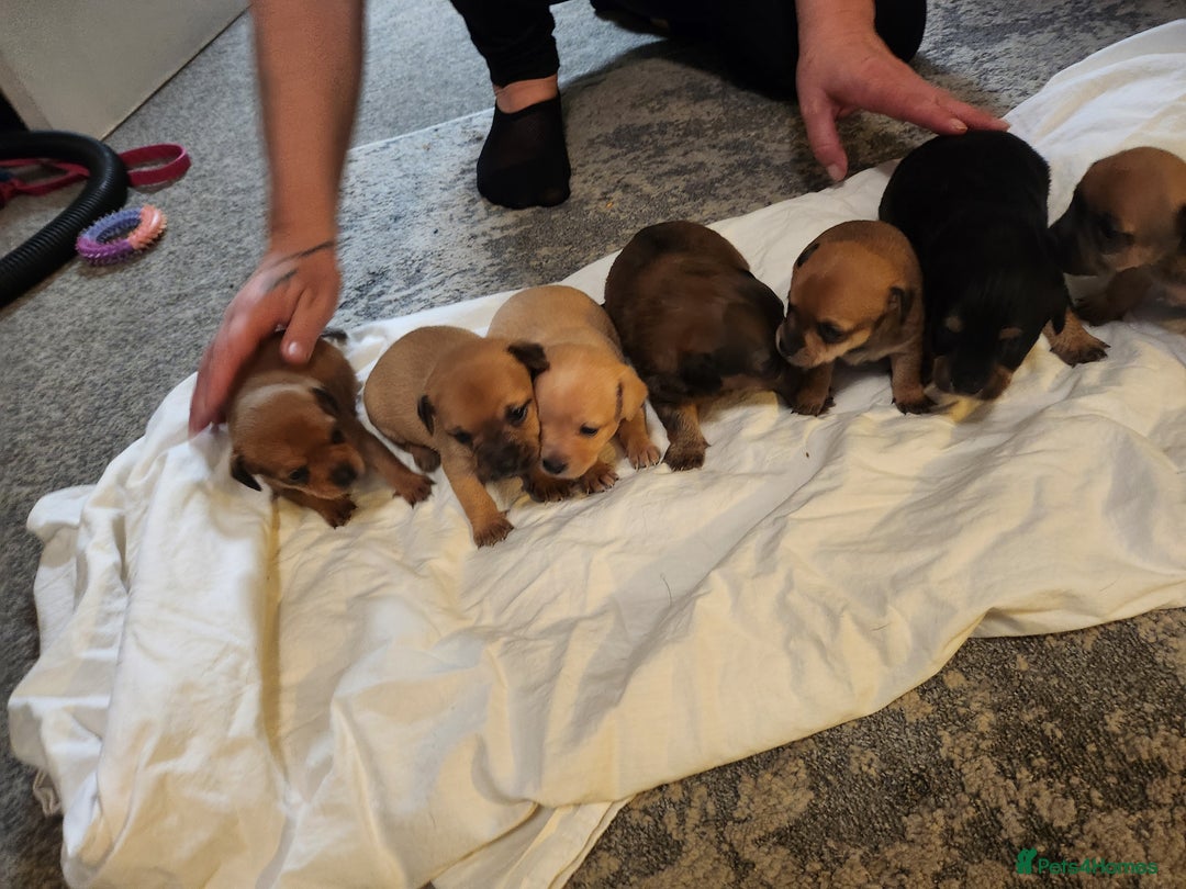 Mixed Breed dogs for sale: Beautiful jackchi puppies  - Image 24