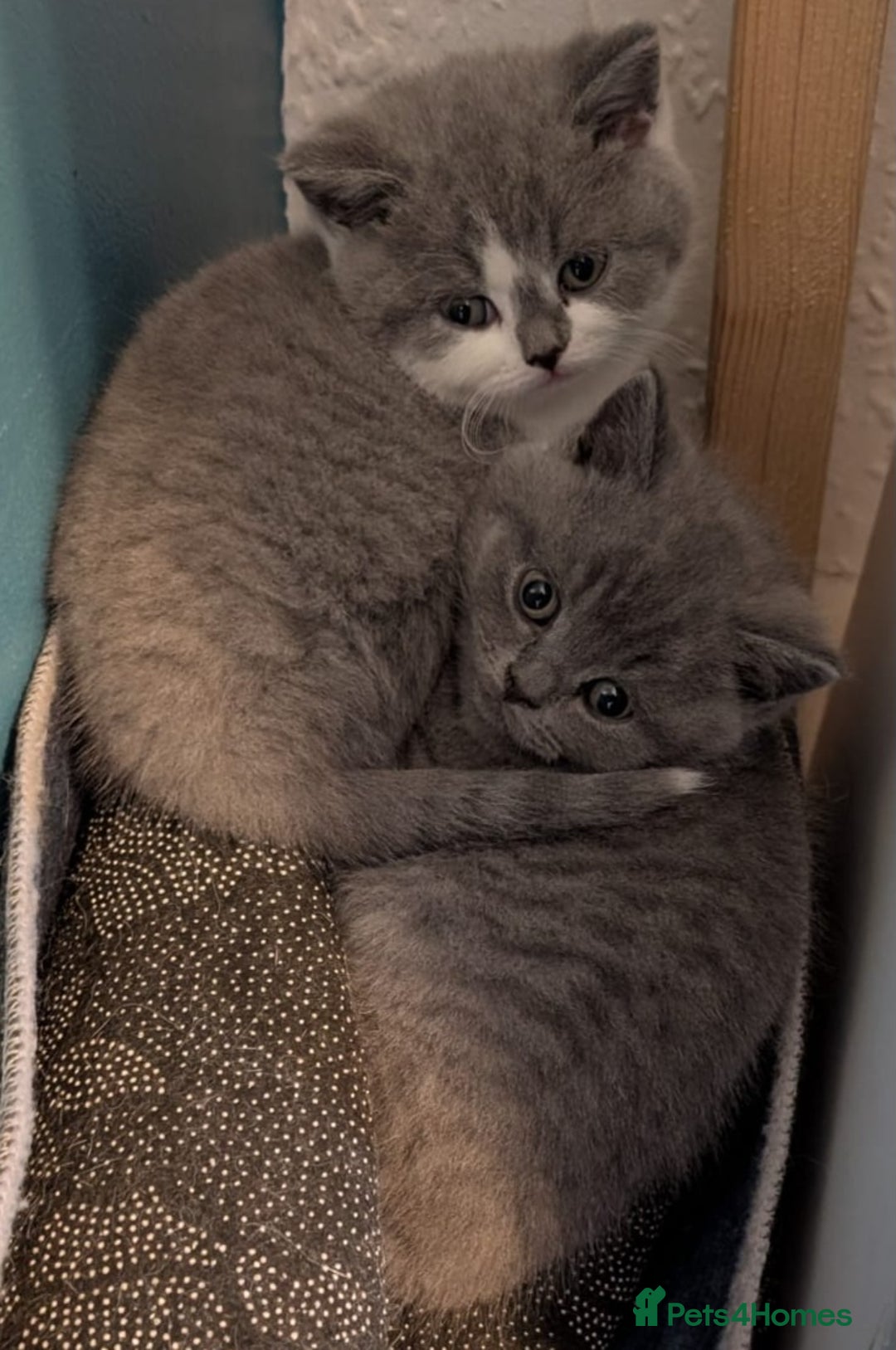 British Shorthair cats for sale: Stunning pedigree British short hair kittens  - Advert 25