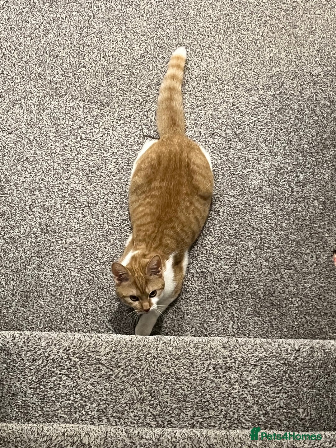 Domestic Shorthair cats for sale: Ginger & White Domestic Female Shorthair - Advert 8