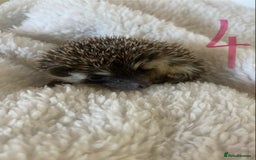 Pygmy Hedgehog rodents for sale: Pygmy Hedgehogs available  - Image 6