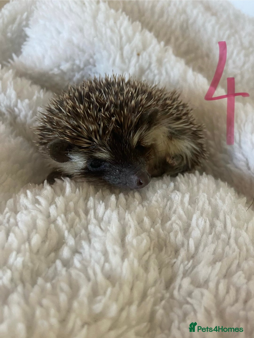 Pygmy Hedgehog rodents for sale: Pygmy Hedgehogs available  - Image 6