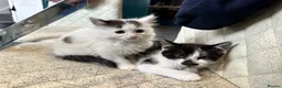 British Shorthair cats for sale: 4 kittens looking for new homes in Rayleigh - Advert 6