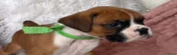 Boxer dogs for sale: Beautiful boxer puppies  - Advert 17