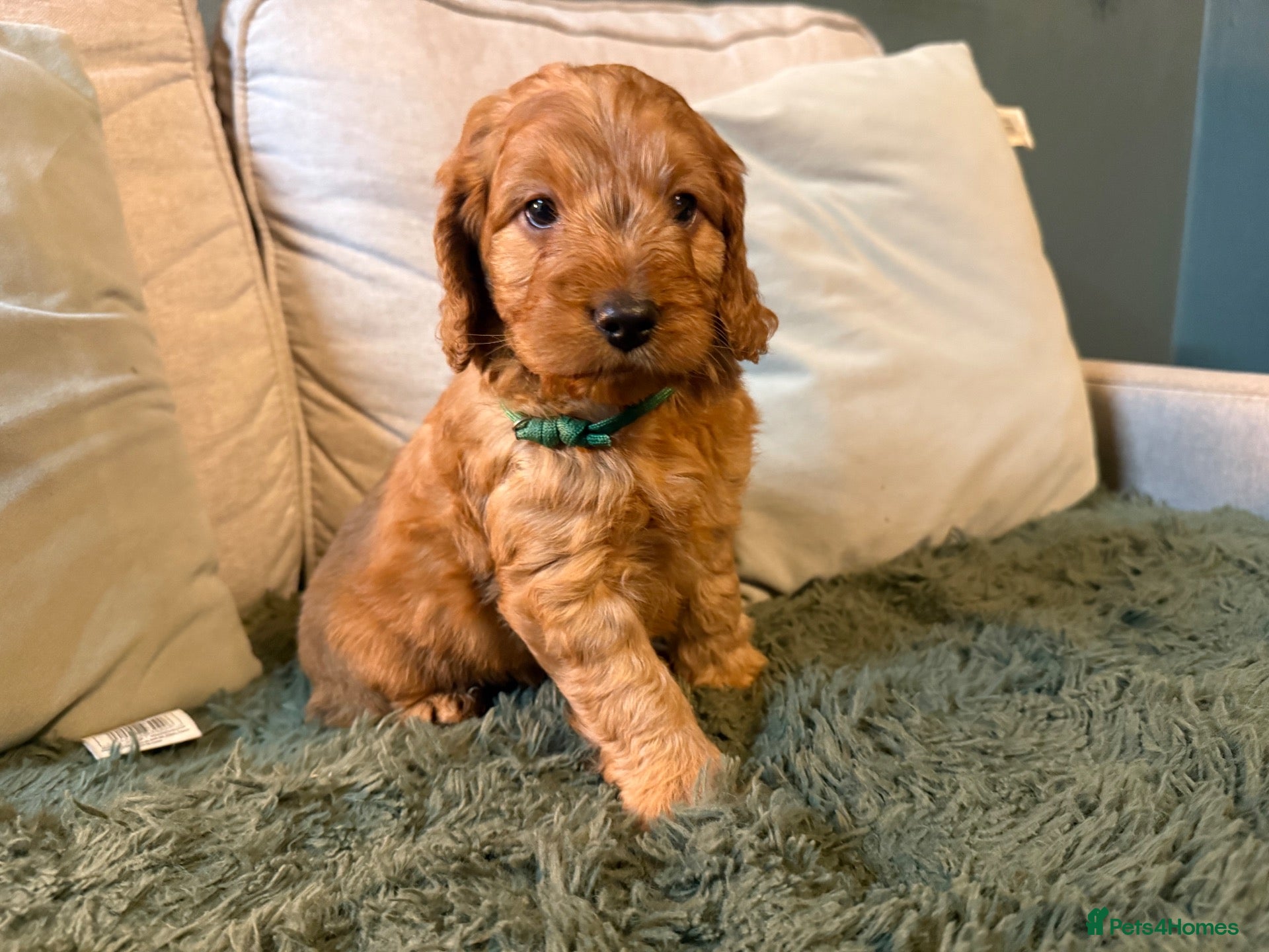 Cockapoo dogs for sale: Beautiful Litter of F1 Toy Cockapoo Puppies - Advert 1