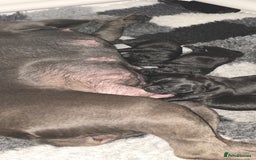 Staffordshire Bull Terrier dogs for sale: KC STAFFORDSHIRE BULL TERRIER CHAMPION BLOODLINES  - Image 9