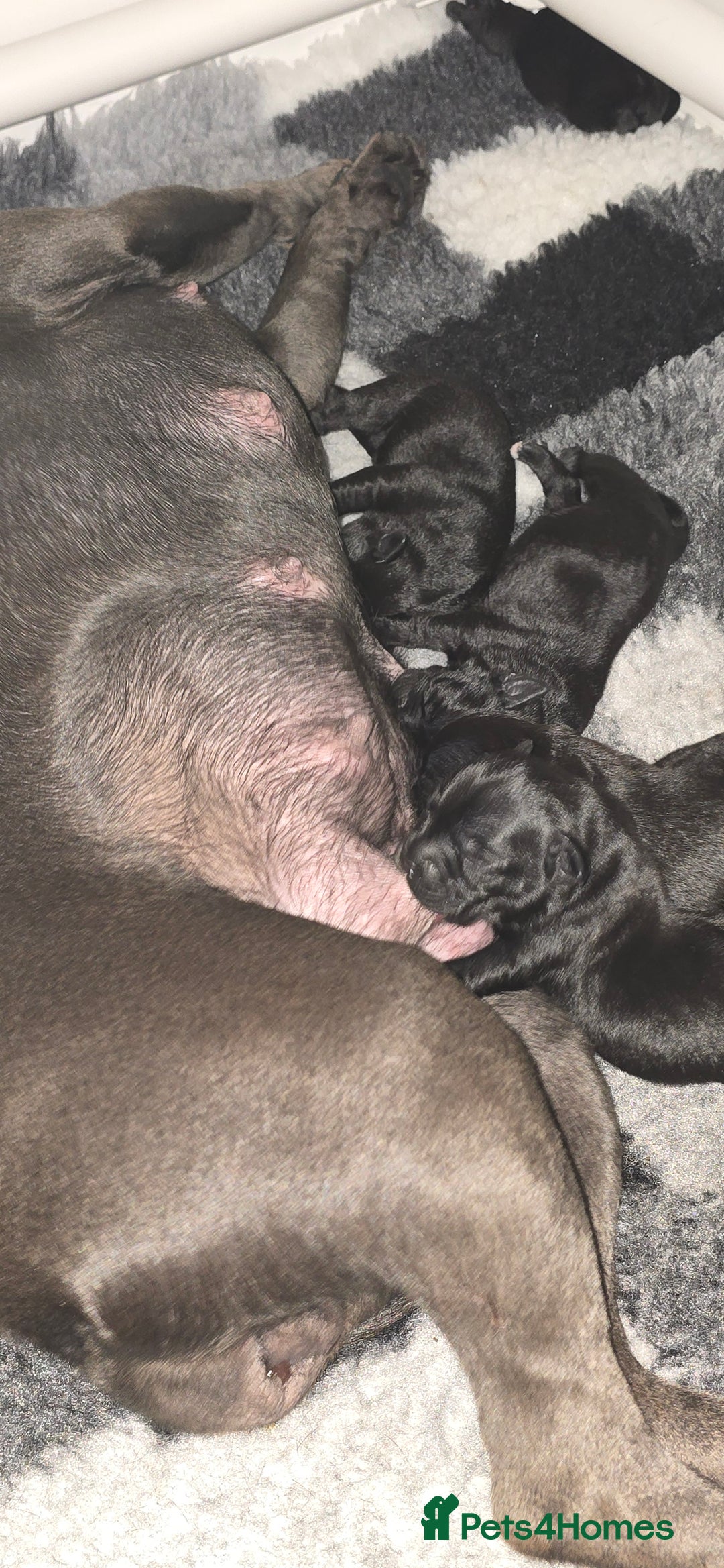 Staffordshire Bull Terrier dogs for sale: KC STAFFORDSHIRE BULL TERRIER CHAMPION BLOODLINES  - Image 9